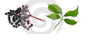 Set of ripe black elderberry fruits and green sprig isolated on a white background. Sambucus nigra