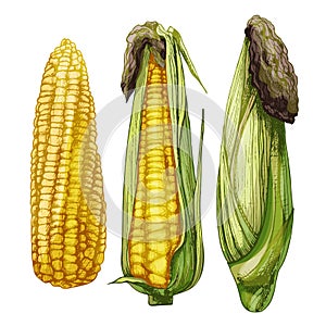 Set ripe cob of corn from cleaned to closed. Different degree of purification of the leaves. Vector color vintage hatching