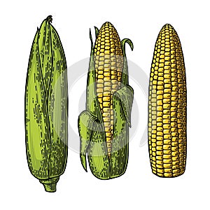 Set ripe cob of corn from the closed to the cleaned.