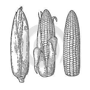 Set ripe cob of corn from the closed to the cleaned. photo