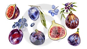 Set ripe fig fruit, slice, plum, blueberry, grape, olives isolated on white. Watercolor handrawing botanic illustration