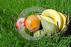 A set of ripe fruits in an old basket. Green grass around.