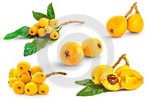 Set of ripe japanese loquat also called Bibasse