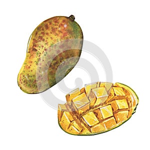 Set ripe mango slice isolated on white background. Watercolor hand drawn botanic realistic illustration. Art for design