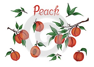 Set of ripe peaches on branches with green leaves and lettering. Watercolor hand drawn fruits. Summer fruit illustration for