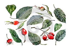 Set of ripe rose hips. Red autumn berries with green leaves isolated elements on white background.