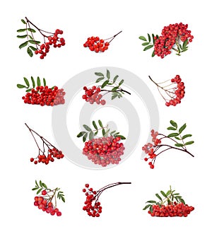 Set with ripe rowan berries on white background