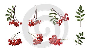 Set with ripe rowan berries on white background