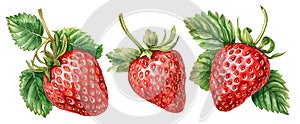 set of ripe strawberries. watercolor drawing, berries and strawberry leaves. isolated