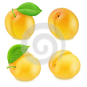 Set of ripe yellow plums isolated