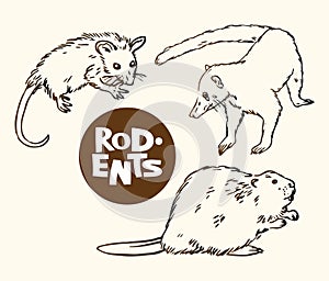 Set of rodents animals: opossum, nosuh and beaver