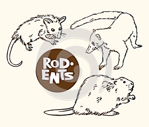 Set of rodents animals: opossum, nosuh and beaver photo