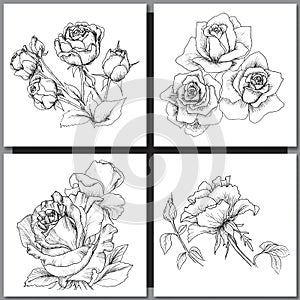 Set of Romantic vector background with three echinaceas. photo