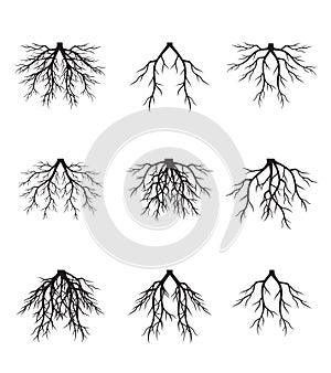 Set of Roots. Vector outline Illustration. Plant in Garden