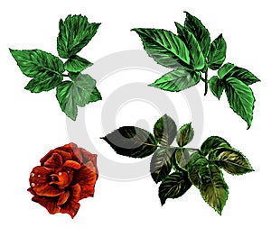 Set of rose Bud flower and leaves