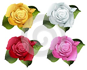 Set rose flower bud