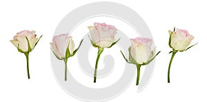 Set of rose flowers isolated on white