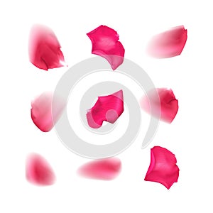 Set rose petals on white background, blurred rose petals of red color randomly flying in the air, vector illustration
