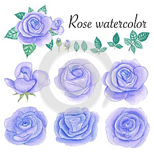 Set of rose watercolor elements. Flower, leaves, bud, botanic isolated on white background.