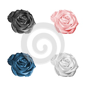 Set of Roses Isolated on White