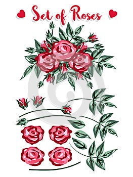 Set of roses, red rose and buds, green leaves on white background and example