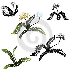 Set of rosette flowers dandelion. Black silhouettes and colorfull.