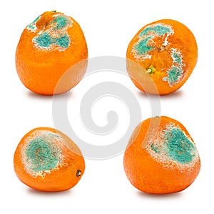 A set of rotten moldy oranges, tangerines isolated on white background. A photo of the growing mold. Food contamination, bad spoil