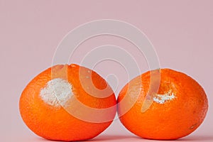 A set of rotten moldy oranges, tangerines on pink background. A photo of the growing mold. Food contamination, bad spoiled