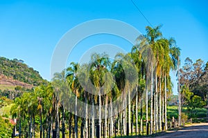 Set of Roystonea oleracea trees and the blue sky in the background