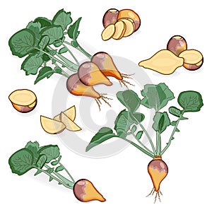 Set of rutabaga for banners, flyers, posters, cards. Whole, half, quarter, slices of Swedish turnip. Root of swede