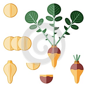 Set of rutabaga for banners, flyers, posters, cards. Whole, half, quarter, slices of Swedish turnip. Root of swede. Flat