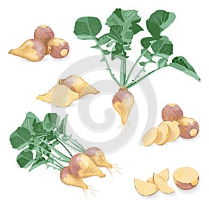 Set of rutabaga for banners, flyers, posters, cards. Whole, half, quarter, slices of Swedish turnip. Root of swede. Root