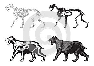 Set of saber-toothed cat icons. Vector illustration decorative design