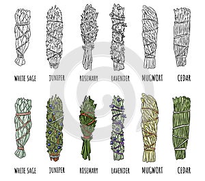 Set of sage and herbs sage smudge sticks bundles. Vector stock hand-drawn set of isolated doodles on white background. Collection