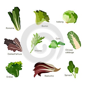 Sada skládající se z salát zelenina. listnatý zelenina salát ikony. vektor 