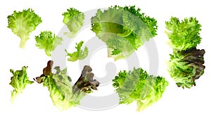 Set of Salad leaf. Lettuce isolated on white background