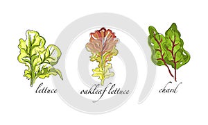 Set of Salads and Leafy Vegetables, Oakleaf Lettuce, Chard Hand Drawn Vector Illustration