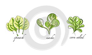 Set of Salads and Leafy Vegetables, Spinach, Mache, Corn Salad Hand Drawn Vector Illustration