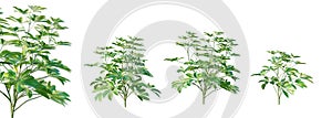 Set of schefflera arboricola plant isolated on white background with selective focus closeup. 3D render. photo