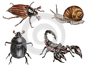 A set of scorpion, snail, maybug, scarabaeus on white background. Watercolor. Illustration. Hand drawn. Template.