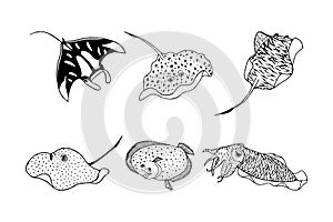 Set of sea animals. Electric rays, fish flounder, cuttlefish. Vector stock illustration eps10. Isolate on white background, outlin photo
