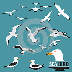 Set of Sea Bird and Seagull