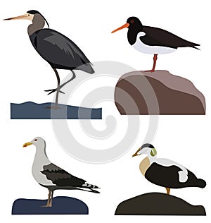 Set of sea birds