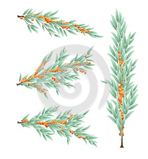 Set of sea buckthorn tree branches with ripe fruits. Garden plant with edible harvest. isolated on white background