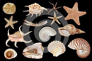 Set of sea cockleshells