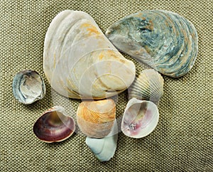 Set of sea conch mollusc.