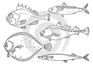 Set of sea fish on white background. Perch, cod, mackerel, flounder, saira. Vector doodle.