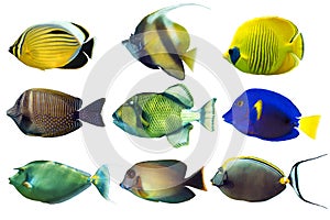 Set of sea nr.2- reef fish on white background