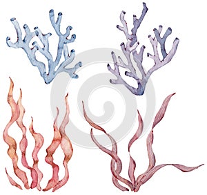 Set of sea plants and aquatic marine seaweed. Watercolor illustration.