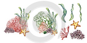 Set of sea plants, coral, starfish watercolor illustration isolated on white background. Pink agar agar seaweed